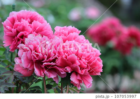 女性らしさを感じる花 107053997