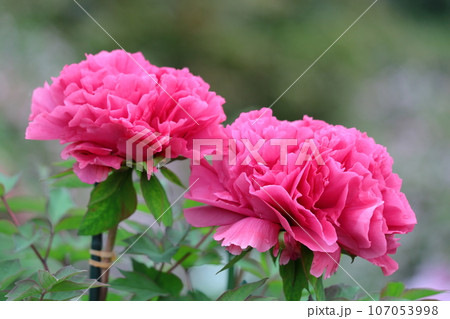 女性らしさを感じる花 107053998