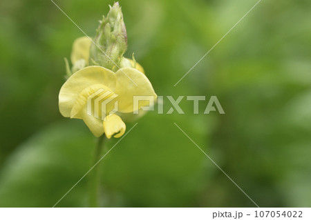 藪蔓小豆 藪蔓小豆 107054022