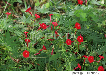 秋の庭に咲くハゴロモルコウソウの赤い花 秋の庭に咲くハゴロモルコウソウの赤い花 107054259