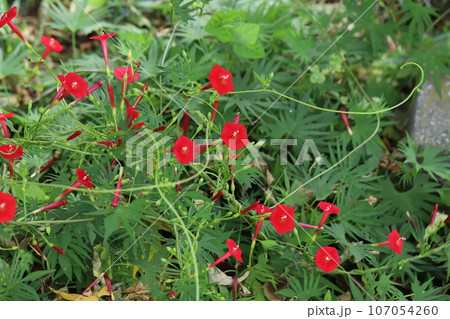 秋の庭に咲くハゴロモルコウソウの赤い花 秋の庭に咲くハゴロモルコウソウの赤い花 107054260