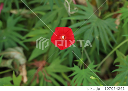 秋の庭に咲くハゴロモルコウソウの赤い花 秋の庭に咲くハゴロモルコウソウの赤い花 107054261