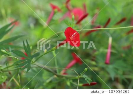 秋の庭に咲くハゴロモルコウソウの赤い花 秋の庭に咲くハゴロモルコウソウの赤い花 107054263