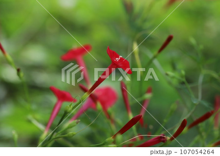 秋の庭に咲くハゴロモルコウソウの赤い花 秋の庭に咲くハゴロモルコウソウの赤い花 107054264