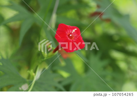 秋の庭に咲くハゴロモルコウソウの赤い花 秋の庭に咲くハゴロモルコウソウの赤い花 107054265