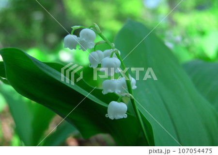 幸運が訪れる花 107054475