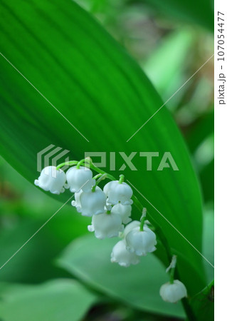 幸運が訪れる花 107054477