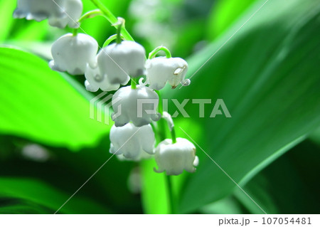 幸運が訪れる花 107054481