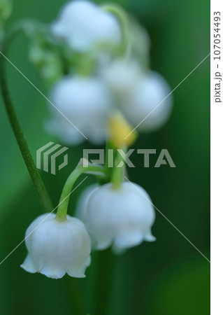 幸運が訪れる花 107054493