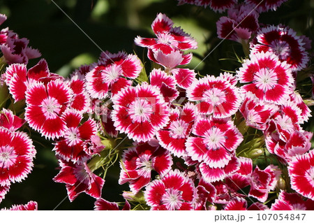 美女ナデシコの花 107054847