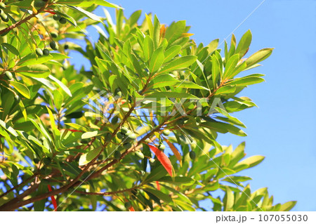 実をつけた一部紅葉したホルトの木　 107055030