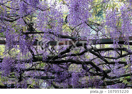 美しく垂れ下がる 107055220