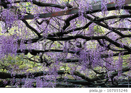 美しく垂れ下がる 107055246