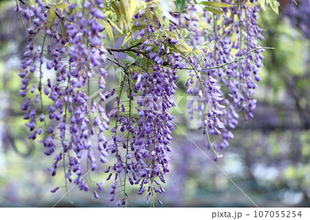 美しく垂れ下がる 107055254