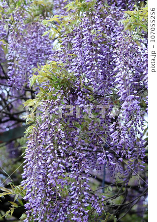 美しく垂れ下がる 107055256