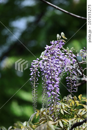 美しく垂れ下がる 美しく垂れ下がる 107055275