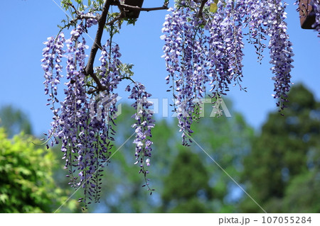 美しく垂れ下がる 107055284