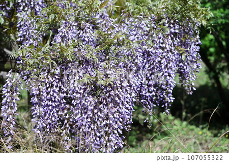 美しく垂れ下がる 107055322