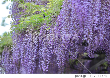 美しく垂れ下がる 107055370