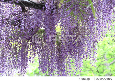 美しく垂れ下がる 107055405