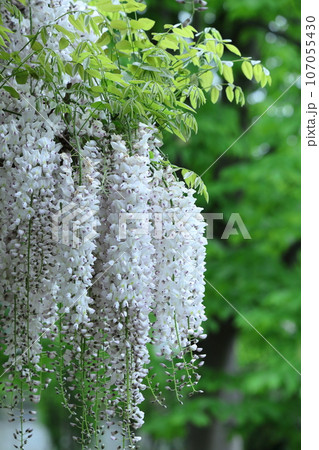 美しく垂れ下がる 107055430