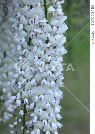 美しく垂れ下がる 美しく垂れ下がる 107055469