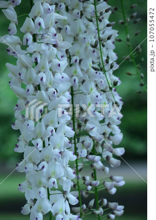 美しく垂れ下がる 107055472