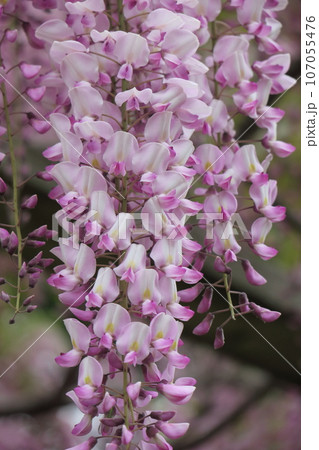 美しく垂れ下がる 107055476