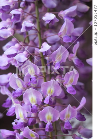 美しく垂れ下がる 美しく垂れ下がる 107055477