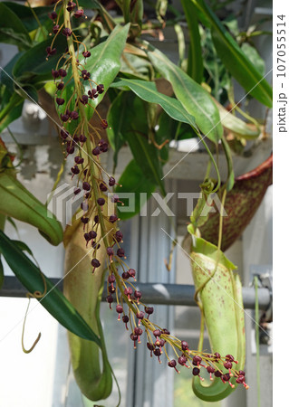 ウツボカズラの花 ウツボカズラの花 107055514