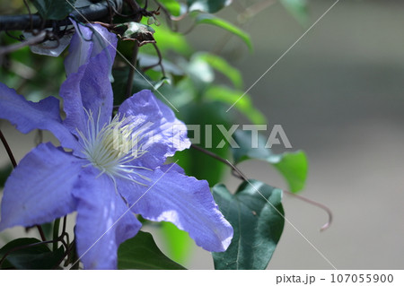 つる植物の女王 つる植物の女王 107055900