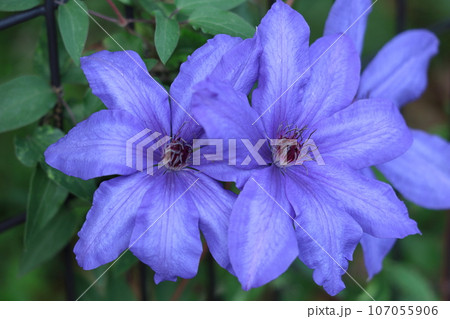 つる植物の女王 107055906