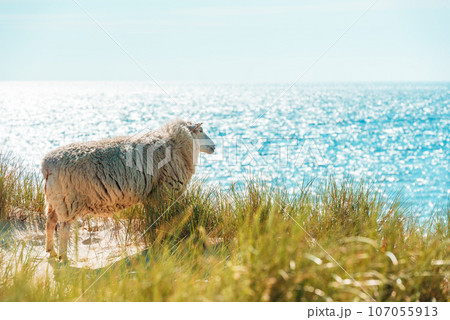 Summer scenery on Sylt island with sheep on the marram grass dunes 107055913