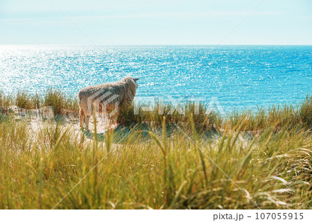 Sylt island summer scenery with sheep on the marram grass dunes 107055915