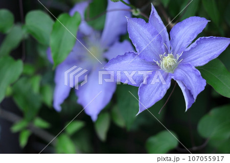つる植物の女王 107055917