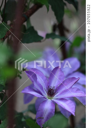 つる植物の女王 107055922