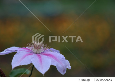 つる植物の女王 107055923