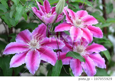 つる植物の女王 107055929