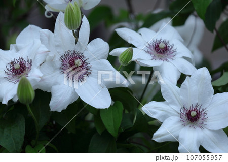 つる植物の女王 107055957