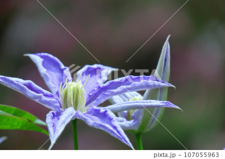 つる植物の女王 107055963