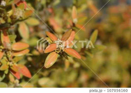 Common box 107056160