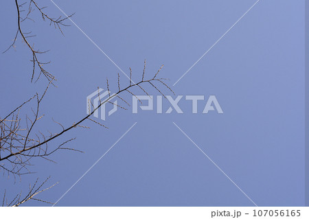 European nettle tree 107056165