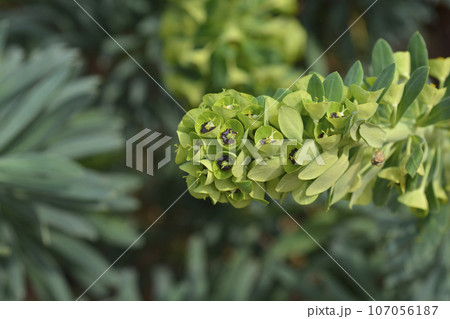 Spurge Black Pearl 107056187