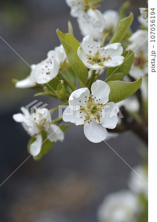 Pear tree Williams Pear tree Williams 107056194