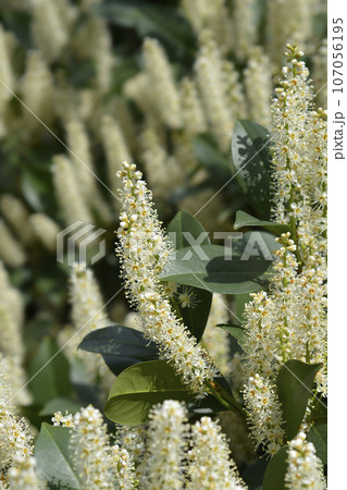 Laurel cherry Laurel cherry 107056195