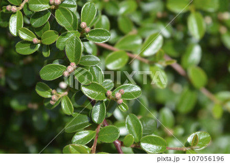 Bearberry cotoneaster 107056196