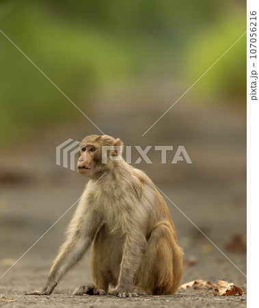 Rhesus macaque or Macaca mulatta monkey with expression blocking road or track at chuka ecotourism safari or pilibhit national park terai forest reserve uttar pradesh india asia Rhesus macaque or Macaca mulatta monkey with expression blocking road or track at chuka ecotourism safari or pilibhit national park terai forest reserve uttar pradesh india asia 107056216