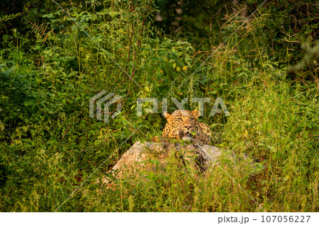 wild male leopard or panther or panthera pardus fusca closeup resting on big rock in natural monsoon green background and eye contact in evening safari at jhalana forest reserve jaipur rajasthan india 107056227