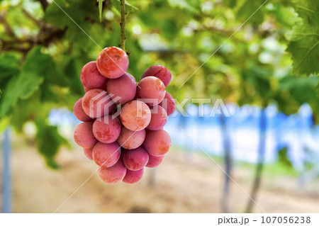 クイーンニーナのぶどう狩り　宮城県仙台市 107056238