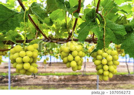 完熟したシャインマスカット　ぶどう狩り　宮城県仙台市 107056272